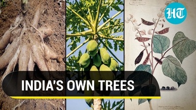 INDIA'S OWN TREES