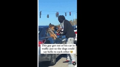 The man got out of his car so that his dog could meet another at a traffic signal.&nbsp; (dogsofinstagram/Instagram)