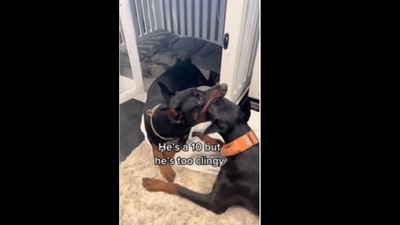 A screengrab of the video of a dog that shows his love in a special way. (dog/Instagram) A screengrab of the video of a dog that shows his love in a special way. (dog/Instagram)