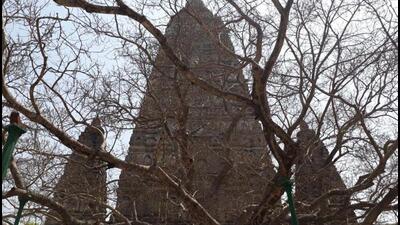 The Bodhi tree at Bodh Gaya. (HT archive) The Bodhi tree at Bodh Gaya. (HT archive)