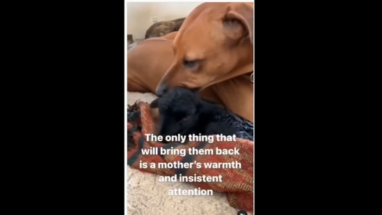 A screengrab of the video of a dog that provided love and affection to a lamb.(goodnews_movement/Instagram)