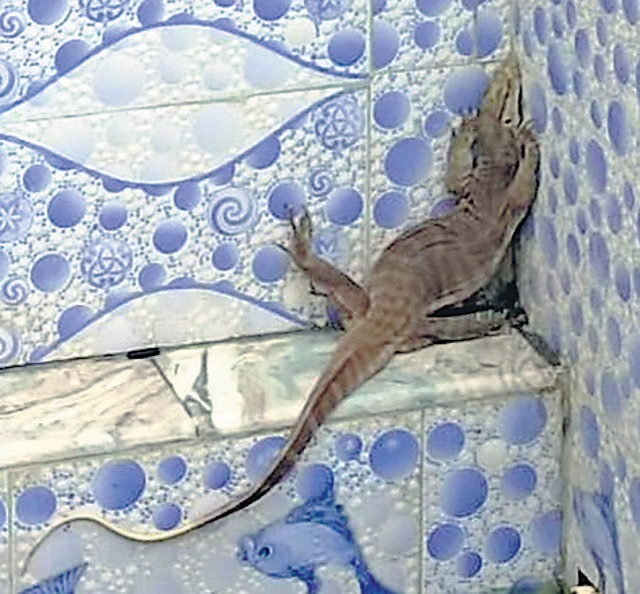 Monitor lizards are generally shy and will not attack unless provoked.