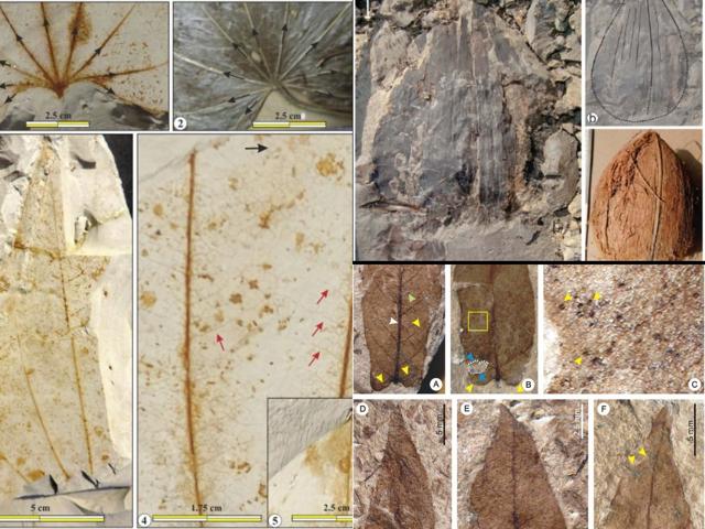 Which of the plant species still around today have been growing here since prehistoric times? Fossils found in India and dated to the time of the dinosaurs, 66 million years ago, include those of (clockwise from above left) yam vines, coconut and morning glory. (Mehrotra & Shukla, 2019, RPP; Singh et al, 2016, JGSI; Srivastava et al, 2018, PNAS) Which of the plant species still around today have been growing here since prehistoric times? Fossils found in India and dated to the time of the dinosaurs, 66 million years ago, include those of (clockwise from above left) yam vines, coconut and morning glory. (Mehrotra & Shukla, 2019, RPP; Singh et al, 2016, JGSI; Srivastava et al, 2018, PNAS)