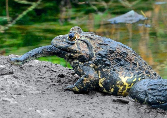 Bullfrog swallowing the live snake. (PHOTO: KIRTIKUMAR LONDHE)