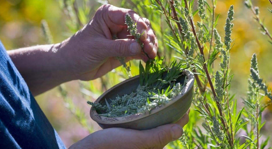 Medical experts warn against using herbs to terminate unwanted pregnancies (F. Hecker/blickwinkel/picture alliance)