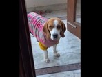 This is the face that the adorable Beagle dog makes after plucking a flower from its grandma’s garden. (Instagram/@pawsumsimba) This is the face that the adorable Beagle dog makes after plucking a flower from its grandma’s garden. (Instagram/@pawsumsimba)
