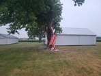 The image shows one of the pictures shared on Facebook that shows a tree burning from inside after being struck by a lightning. The image shows one of the pictures shared on Facebook that shows a tree burning from inside after being struck by a lightning.
