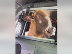 The image, taken from the Facebook video, shows the sheep riding a police car to get reunited with its human.