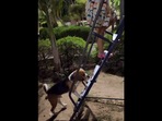The image, taken from the Instagram video, shows the dog with its human fried climbing the stairs of a slide.