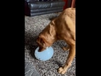 The image, taken from the Reddit video, shows the dog playing with a balloon without popping it.