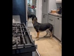 The image, taken from the Reddit video, shows the dog looking at its reflection in a mirror.
