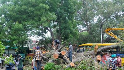 The collapsed tree and the at the campus of Carmel Convent School in Sector 9, Chandigarh. (HT File) The collapsed tree and the at the campus of Carmel Convent School in Sector 9, Chandigarh. (HT File)
