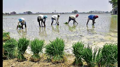The Punjab agriculture department has failed to meet the target of doubling the area under the direct seeding of rice (DSR) technique for paddy sowing this kharif season against the last year’s 6-lakh hectare mark even as 90% of paddy sowing, including the aromatic premium variety basmati, is over in the state. The Punjab agriculture department has failed to meet the target of doubling the area under the direct seeding of rice (DSR) technique for paddy sowing this kharif season against the last year’s 6-lakh hectare mark even as 90% of paddy sowing, including the aromatic premium variety basmati, is over in the state.