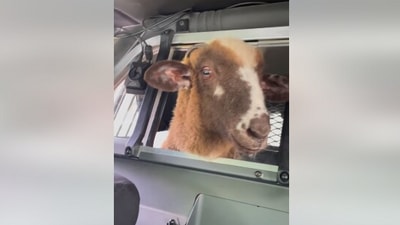 The image, taken from the Facebook video, shows the sheep riding a police car to get reunited with its human. (Facebook/@Old Town Police Department)