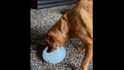 The image, taken from the Reddit video, shows the dog playing with a balloon without popping it. (Reddit/@lmaosmh)
