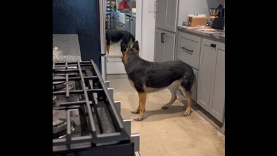 The image, taken from the Reddit video, shows the dog looking at its reflection in a mirror. (Reddit/@mallorosh)