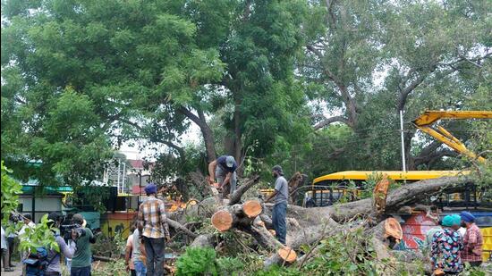 The collapsed tree and the at the campus of Carmel Convent School in Sector 9, Chandigarh. (HT File) The collapsed tree and the at the campus of Carmel Convent School in Sector 9, Chandigarh. (HT File)