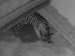 The two Sumatran tiger cubs with their mom Lola, shortly after being birthed. (Facebook/@okczoo) The two Sumatran tiger cubs with their mom Lola, shortly after being birthed. (Facebook/@okczoo)