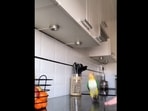 The image, taken from the viral video posted on Instagram, shows the Caique parrot dancing to a song. The image, taken from the viral video posted on Instagram, shows the Caique parrot dancing to a song.