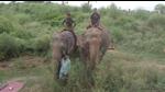 Sugarcane, cattle, and Dudhwa’s big cats Sugarcane, cattle, and Dudhwa’s big cats