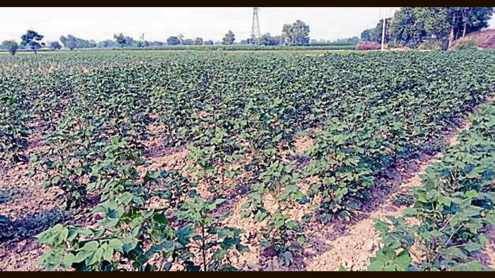 Punjab agriculture minister constitutes 37 teams to inspect cotton crop