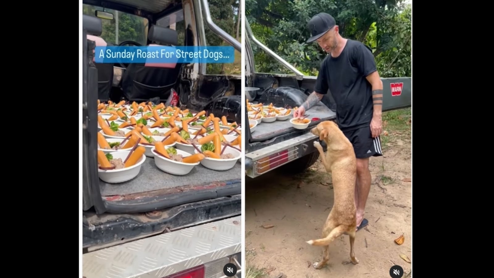 Man feeds elaborate meal to street dogs in Thailand. Watch