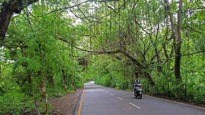 Despite our regular drive to clear bridges of plant growth, it grows again after some time. The agency appointed by PMC will use crane and other machinery to clear the plant growth as bridges are tall, says official. (REPRESENTATIVE PHOTO)