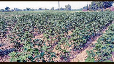 Punjab agriculture minister constitutes 37 teams to inspect cotton crop in Malwa belt