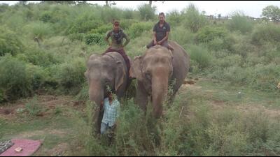 Sugarcane, cattle, and Dudhwa’s big cats Sugarcane, cattle, and Dudhwa’s big cats