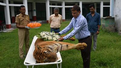 Officials pay their respects to the tiger after his demise. (HT Photo) Officials pay their respects to the tiger after his demise. (HT Photo)