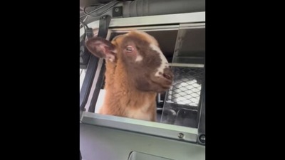 The sheep in the police car, getting returned home after getting lost.&nbsp; (Facebook/@OldTownPolice)