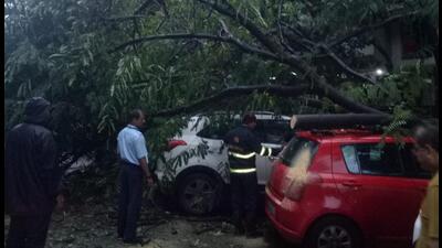A series of tree fall incidents were reported in which two cars were damaged (HT PHOTO)