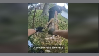 The image shows the police rescuing the baby deer whose legs are entangled in a chain-link fence. (Facebook/@WestSenecaPoliceDepartment) The image shows the police rescuing the baby deer whose legs are entangled in a chain-link fence. (Facebook/@WestSenecaPoliceDepartment)
