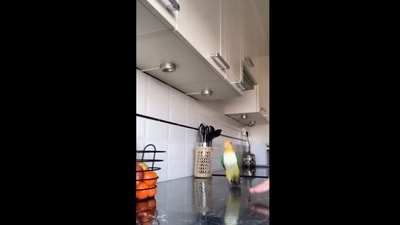 The image, taken from the viral video posted on Instagram, shows the Caique parrot dancing to a song. (Instagram/@nala.the.caique)