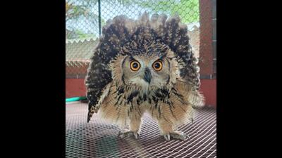 The Indian Eagle Owl that was rescued from a school premises in Thane on Monday. (HT PHOTO)