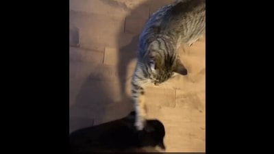 The cat smacks its kitty sibling for being like a morning person in this video. (Instagram/@meow.tilda) The cat smacks its kitty sibling for being like a morning person in this video. (Instagram/@meow.tilda)