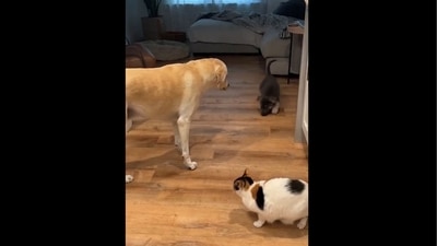 The image that shows a cat and two dogs has been taken from the video posted online. (Reddit/@westcoastcdn19) The image that shows a cat and two dogs has been taken from the video posted online. (Reddit/@westcoastcdn19)