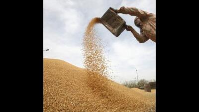 A state government spokesperson said that the tenders have been floated by the newly formed Punjab State Cooperative Marketing Society Limited for the inclusion of delivery services and listing of flour mills for grinding of wheat. (Reuters File Photo)