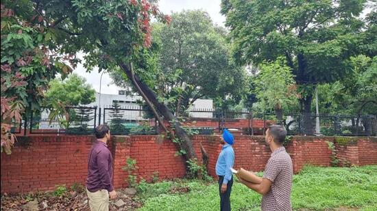 A team surveying the health of heritage trees in Chandigarh. (HT Photo) A team surveying the health of heritage trees in Chandigarh. (HT Photo)