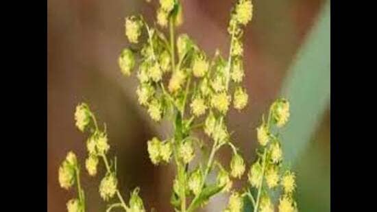 Artemisia annua, an anti-malarial plant. (HT FILE PHOTO)