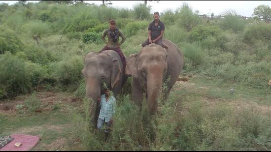 Sugarcane, cattle, and Dudhwa’s big cats