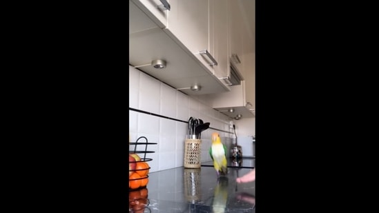 The same video of a parakeet dancing with different songs