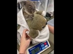 The baby koala and its ‘comfort koala’ soft toy. (Instagram/@currumbinwildlifehospital) The baby koala and its ‘comfort koala’ soft toy. (Instagram/@currumbinwildlifehospital)