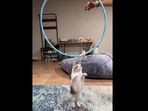 Panko cat tries jumping through a hoop in this video. (Instagram/@fatfatpankocat) Panko cat tries jumping through a hoop in this video. (Instagram/@fatfatpankocat)