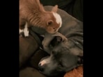 The image is taken the Reddit video shows a baby goat nibbling on a dog’s ear.