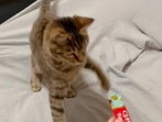 The ‘food critic’ cat who didn't seem to like its treat a lot.&nbsp;