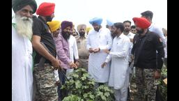 बठिंडा में मंगलवार को कपास की फसल का निरीक्षण करते कृषि मंत्री कुलदीप धालीवाल. उन्होंने कहा कि सफेद मक्खी का बढ़ना चिंता का विषय है। (एचटी फोटो) बठिंडा में मंगलवार को कपास की फसल का निरीक्षण करते कृषि मंत्री कुलदीप धालीवाल. उन्होंने कहा कि सफेद मक्खी का बढ़ना चिंता का विषय है। (एचटी फोटो)