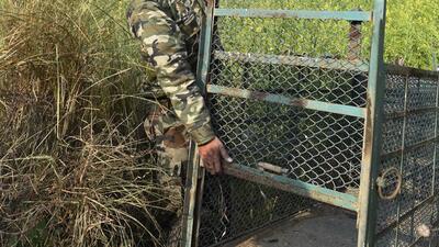 Mohali forest department swung into action after leopard sighting in Sector 81. (HT File)