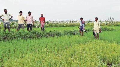 Farmers said they need electricity for a minimum of 16 hours daily during the paddy transplant season. (HT PHOTO (Representative)) Farmers said they need electricity for a minimum of 16 hours daily during the paddy transplant season. (HT PHOTO (Representative))