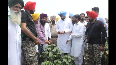 Agriculture minister Kuldeep Dhaliwal inspecting the cotton crop in Bathinda on Tuesday. He said growing whitefly infestation was a cause of concern. (HT Photo) Agriculture minister Kuldeep Dhaliwal inspecting the cotton crop in Bathinda on Tuesday. He said growing whitefly infestation was a cause of concern. (HT Photo)